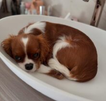 Cavalier puppies for sale