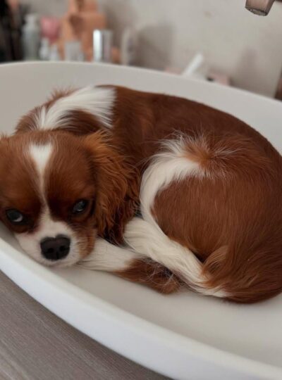 Cavalier puppies for sale