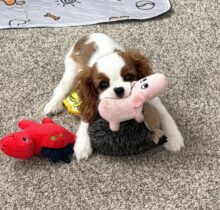 King Cavalier puppy for sale