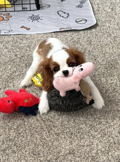 King Cavalier puppy for sale