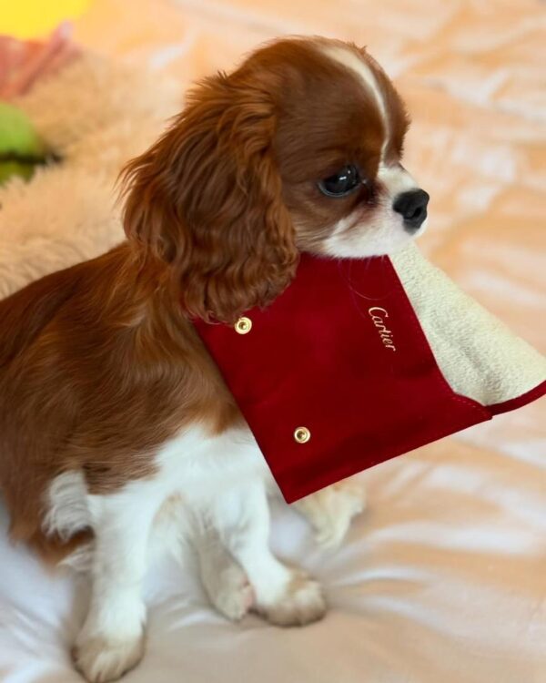 Cavalier puppies for sale