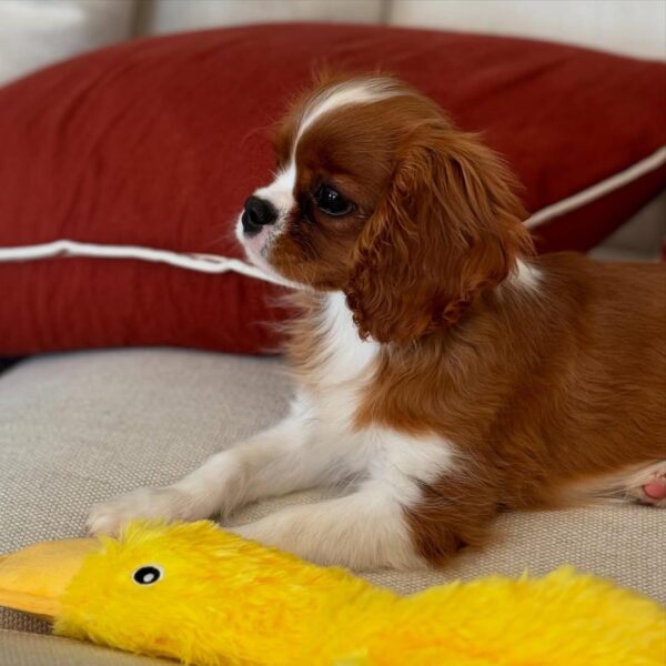 Cavalier puppies for sale