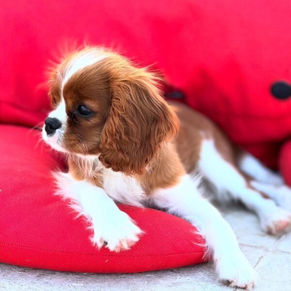 Cavalier puppies for sale
