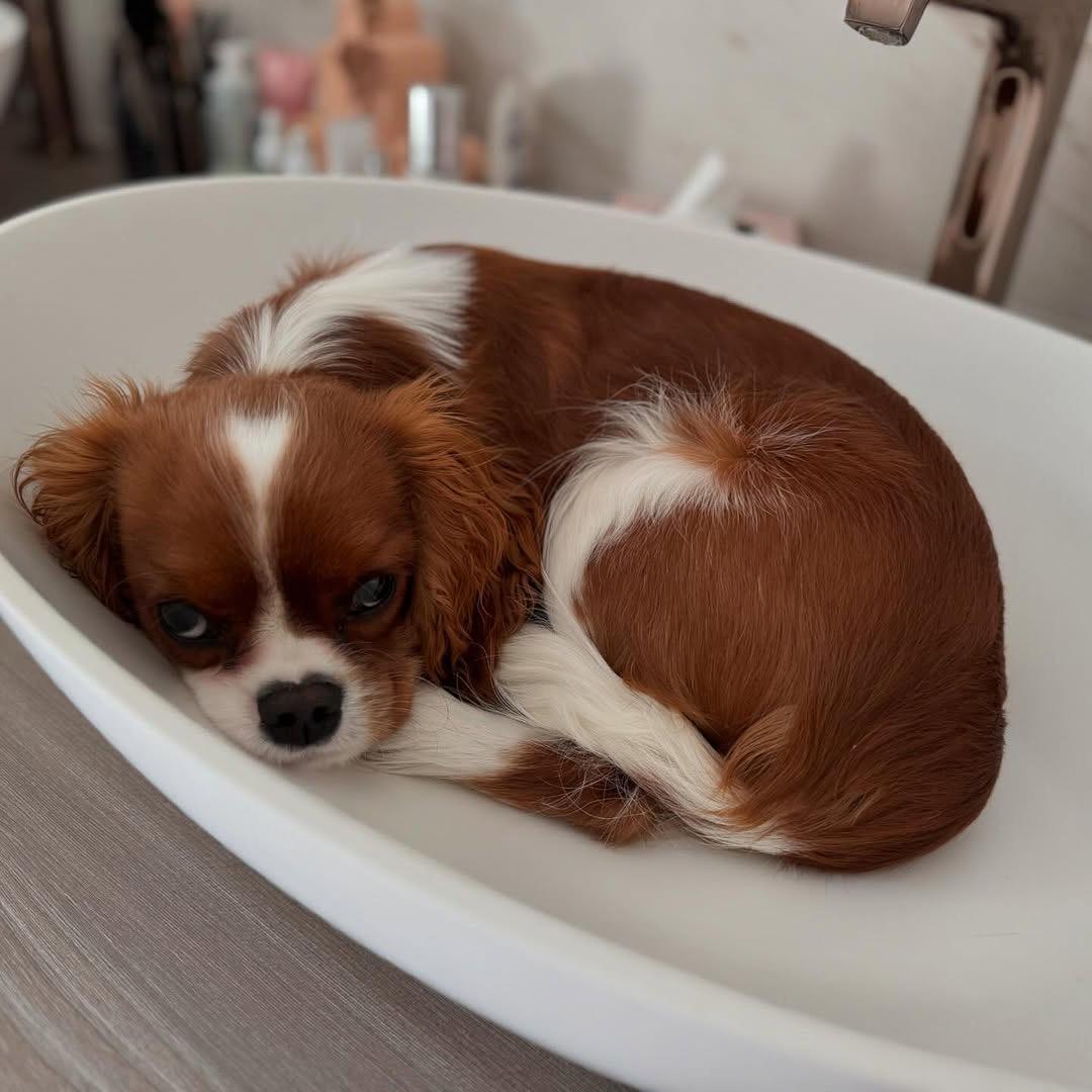 Cavalier puppies for sale