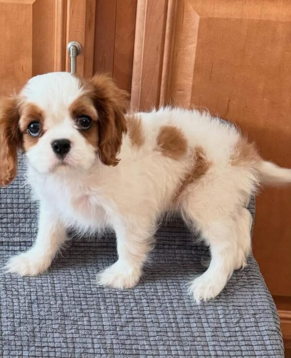 King Cavalier puppy for sale