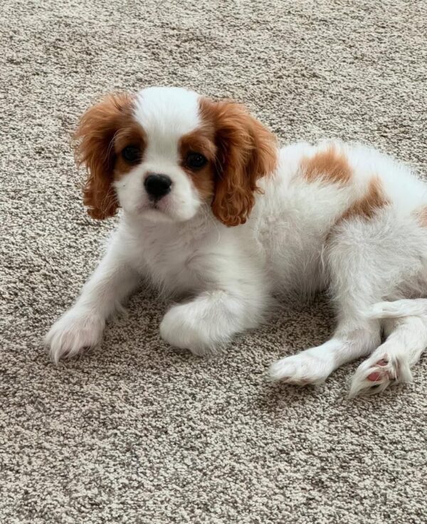 Cavalier puppies for sale