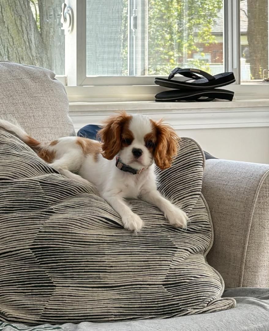 King Cavalier puppies for sale