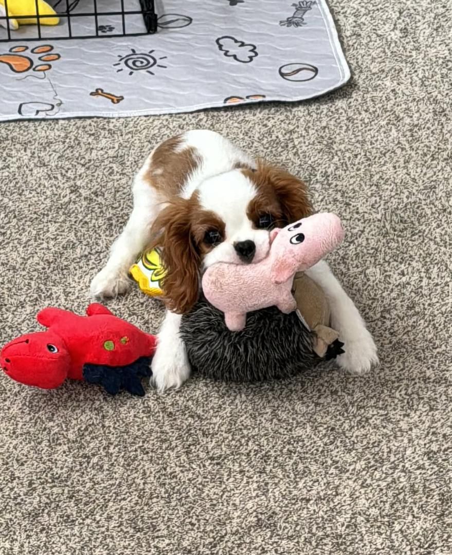 King Cavalier puppy for sale