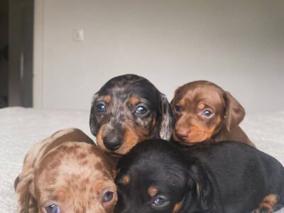 Do Dachshunds Bark A Lot?