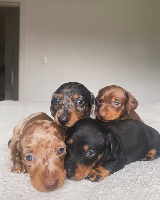 Do Dachshunds Bark A Lot?