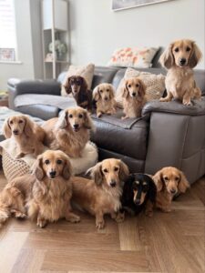 do dachshunds bark a lot?