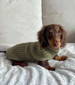 Are Mini Dachshunds Hypoallergenic?