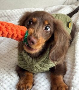 Are Mini Dachshunds Hypoallergenic?