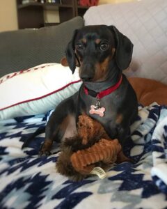 Are Mini Dachshunds Hypoallergenic?