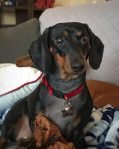 Are Mini Dachshunds Hypoallergenic?