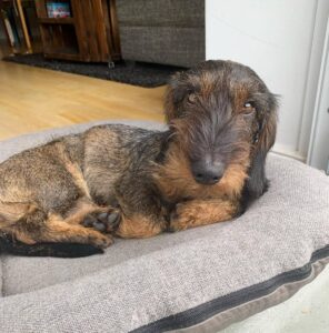 Are Mini Dachshunds Hypoallergenic?