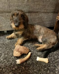 Are Mini Dachshunds Hypoallergenic?