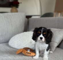 Cavalier puppies for sale