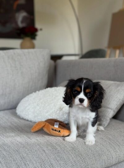 Cavalier puppies for sale