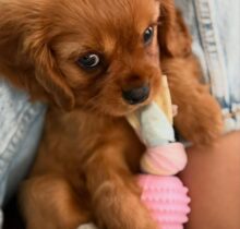 Golden Cavalier puppies for sale