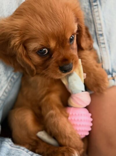 Golden Cavalier puppies for sale