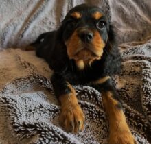 Cavalier puppies for sale