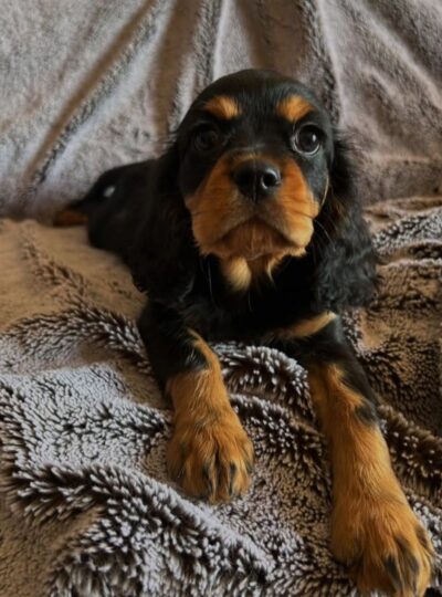 Cavalier puppies for sale