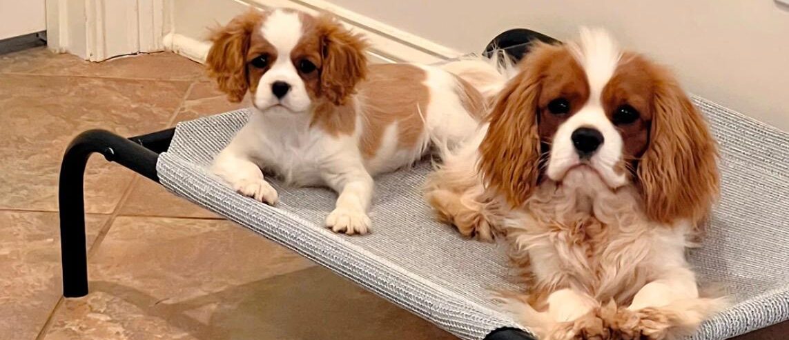 Cavalier King Charles Spaniel Puppies for Sale in USA
