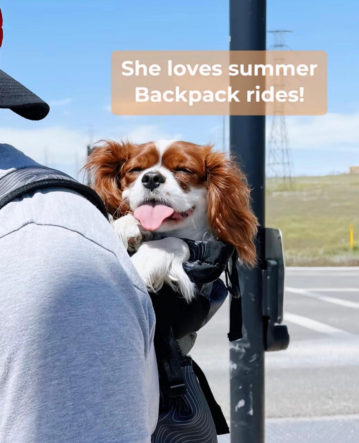 Cavalier puppies for sale