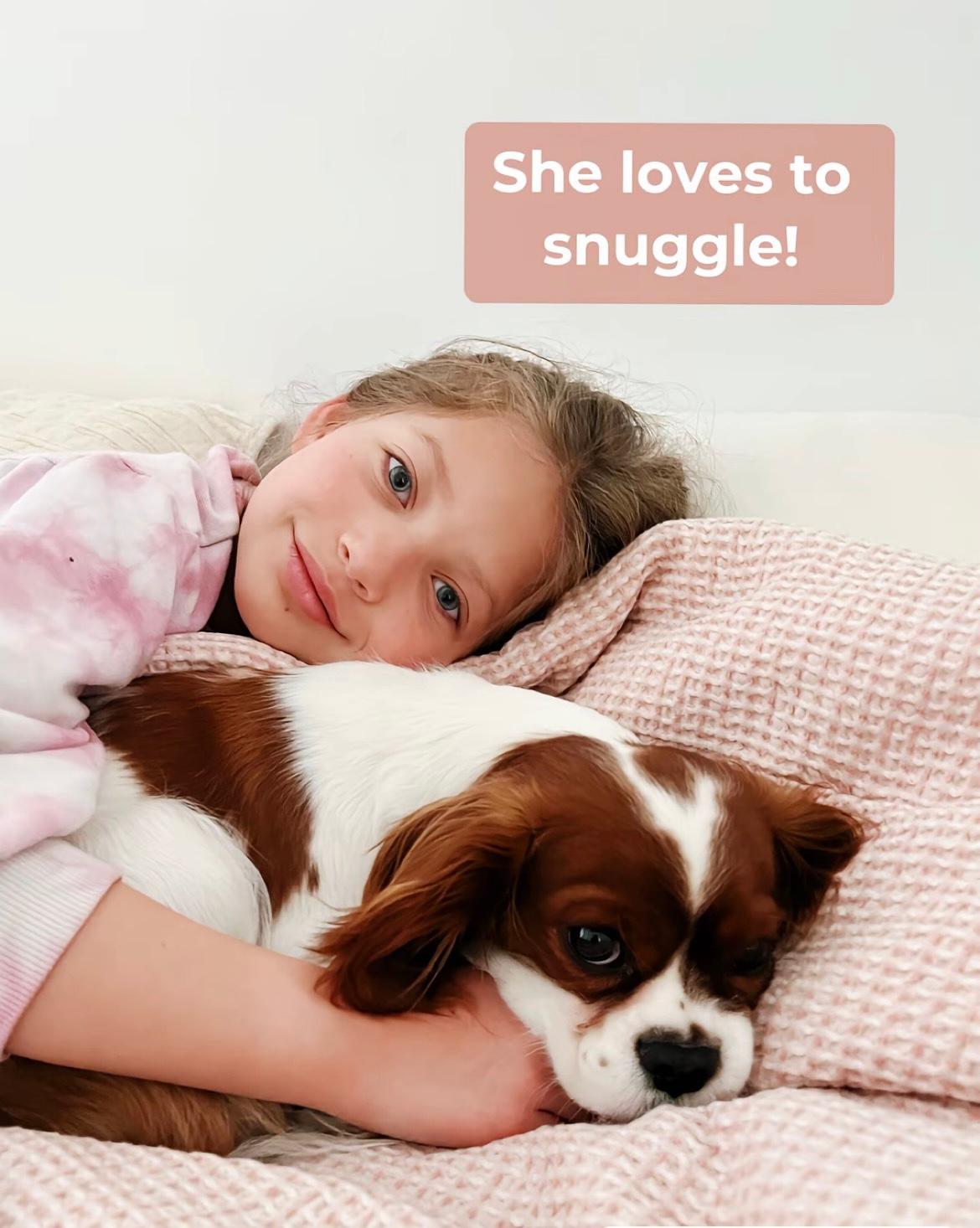 Cavalier puppies for sale