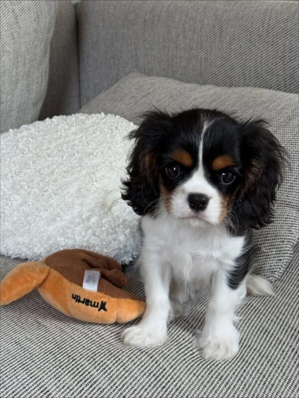 Cavalier puppies for sale