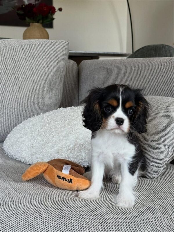 Cavalier puppies for sale