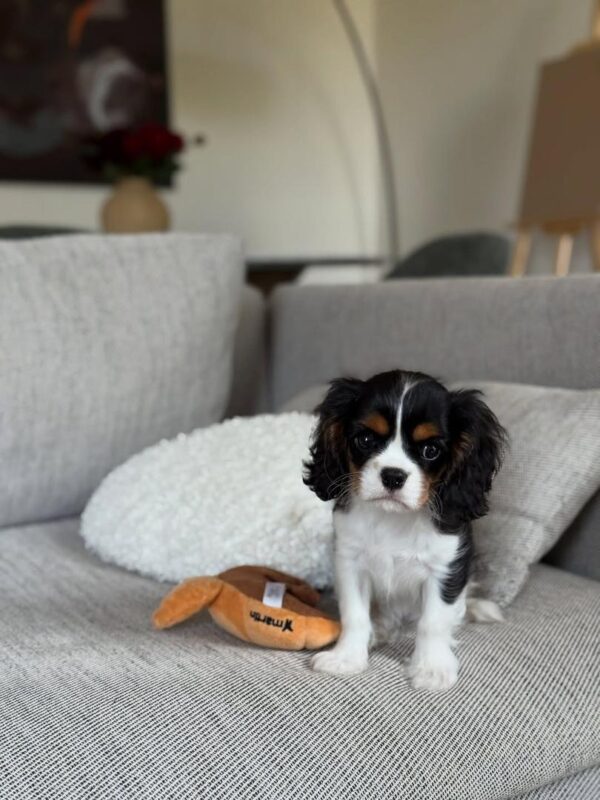 Cavalier puppies for sale