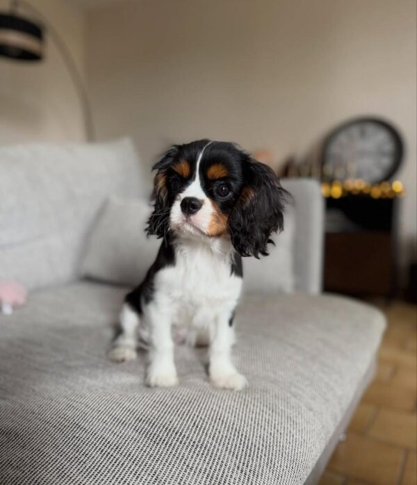 Cavalier puppies for sale