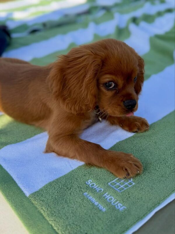 Cavalier puppies for sale