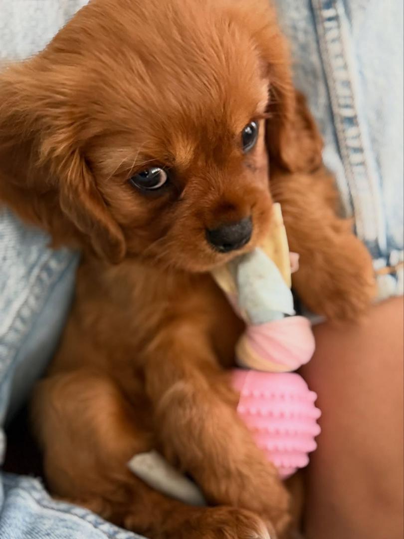 Golden Cavalier puppies for sale