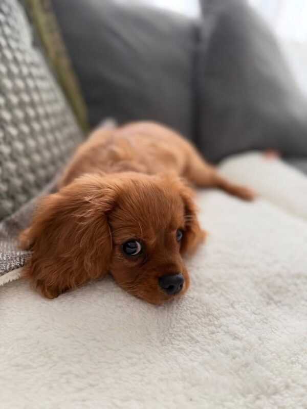 Cavalier puppies for sale