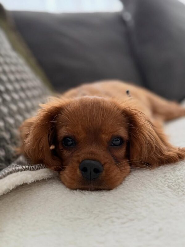 Golden Cavalier puppies for sale