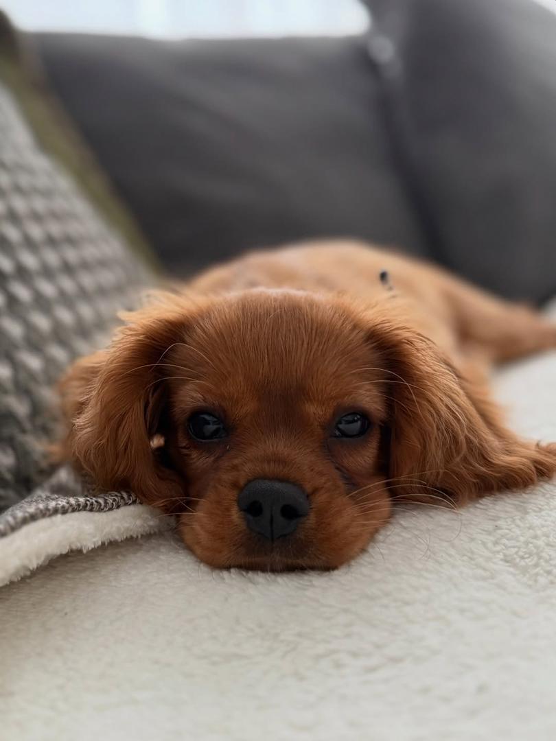 Golden Cavalier puppies for sale