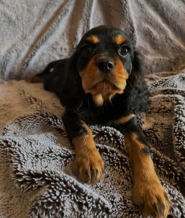 Cavalier puppies for sale