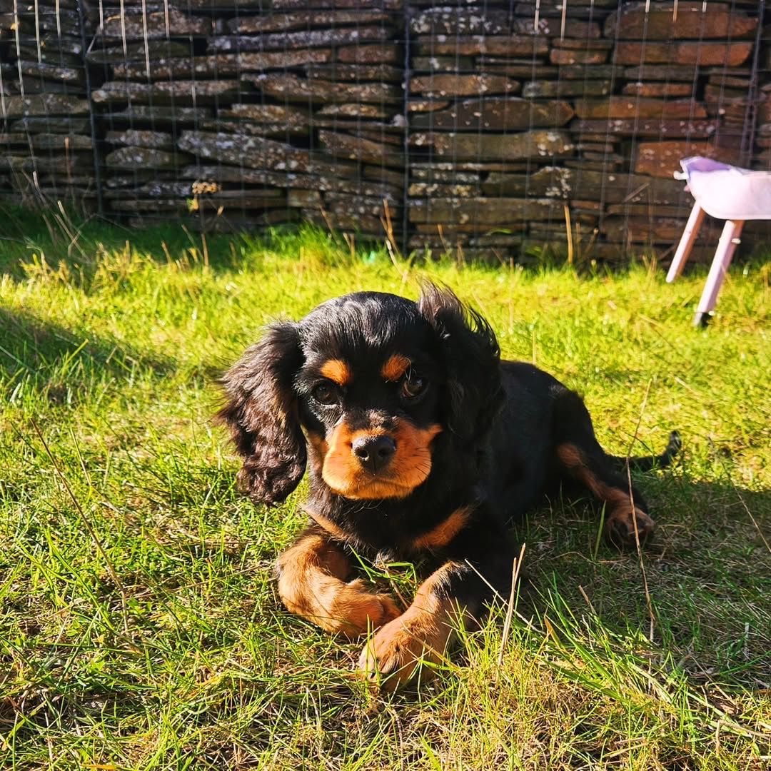 Tri Color Cavalier puppies for sale – AKC Registered, Vet Checked | $850