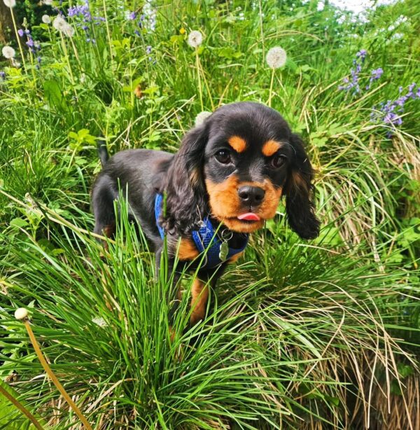 Cavalier puppies for sale