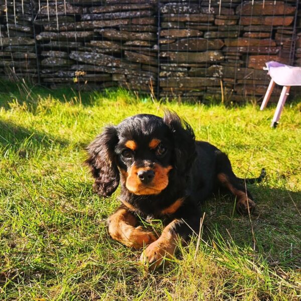Cavalier puppies for sale