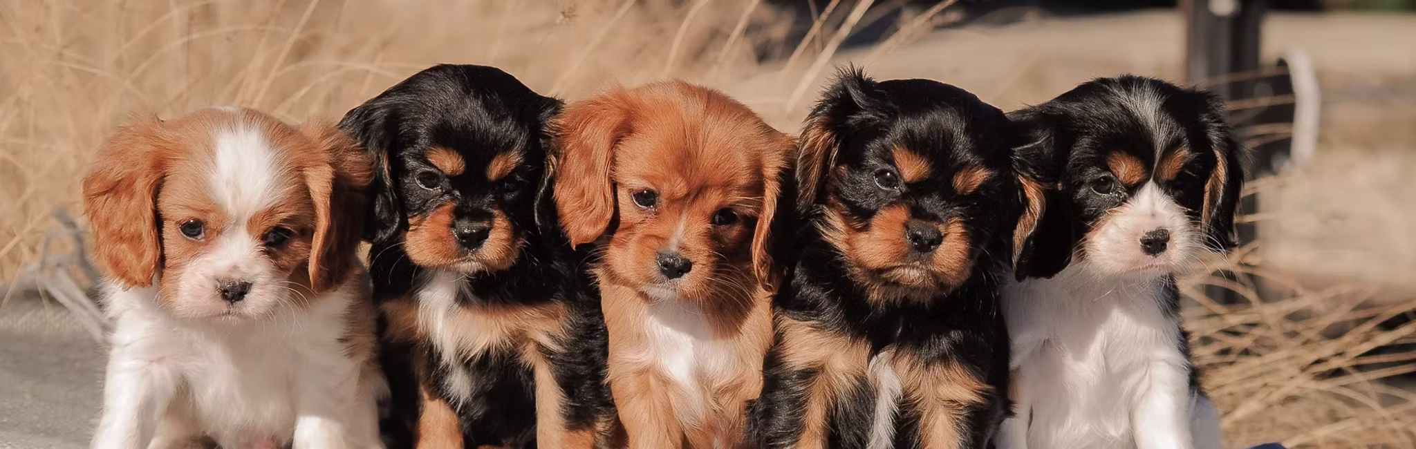 Cavalier puppies for sale
