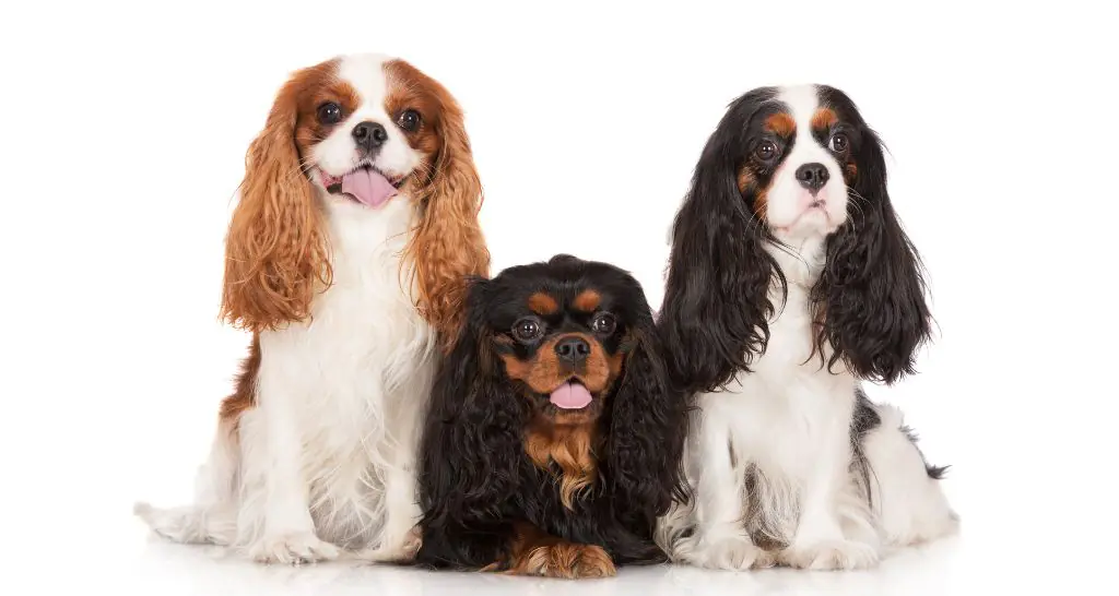 Cavalier puppies for sale