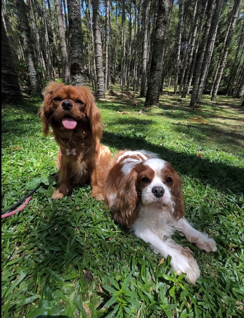 Cavalier puppies for sale