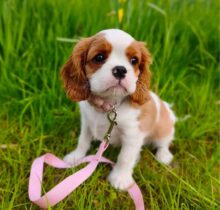 White and Brown Cavalier Puppies