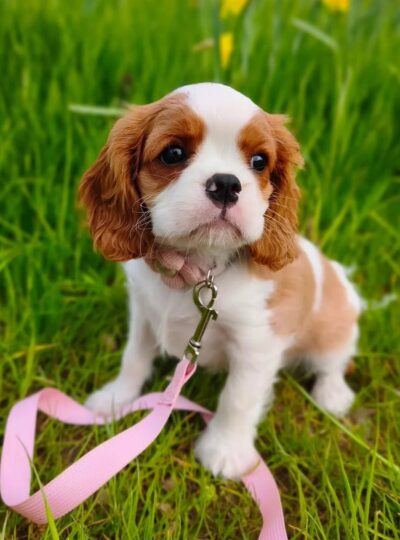 White and Brown Cavalier Puppies