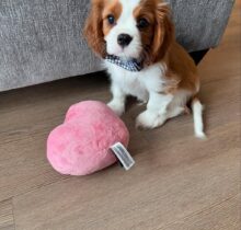 Cavalier King Charles Spaniel Puppy for Sale – Nina | AKC Female $850