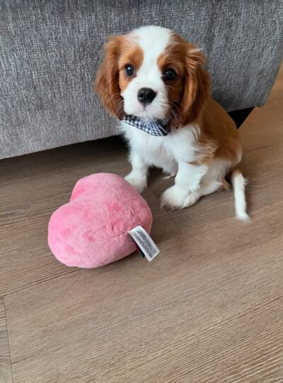 Cavalier King Charles Spaniel Puppy for Sale – Nina | AKC Female $850